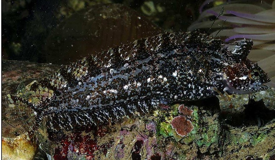 Clinitrachus argentatus_0023